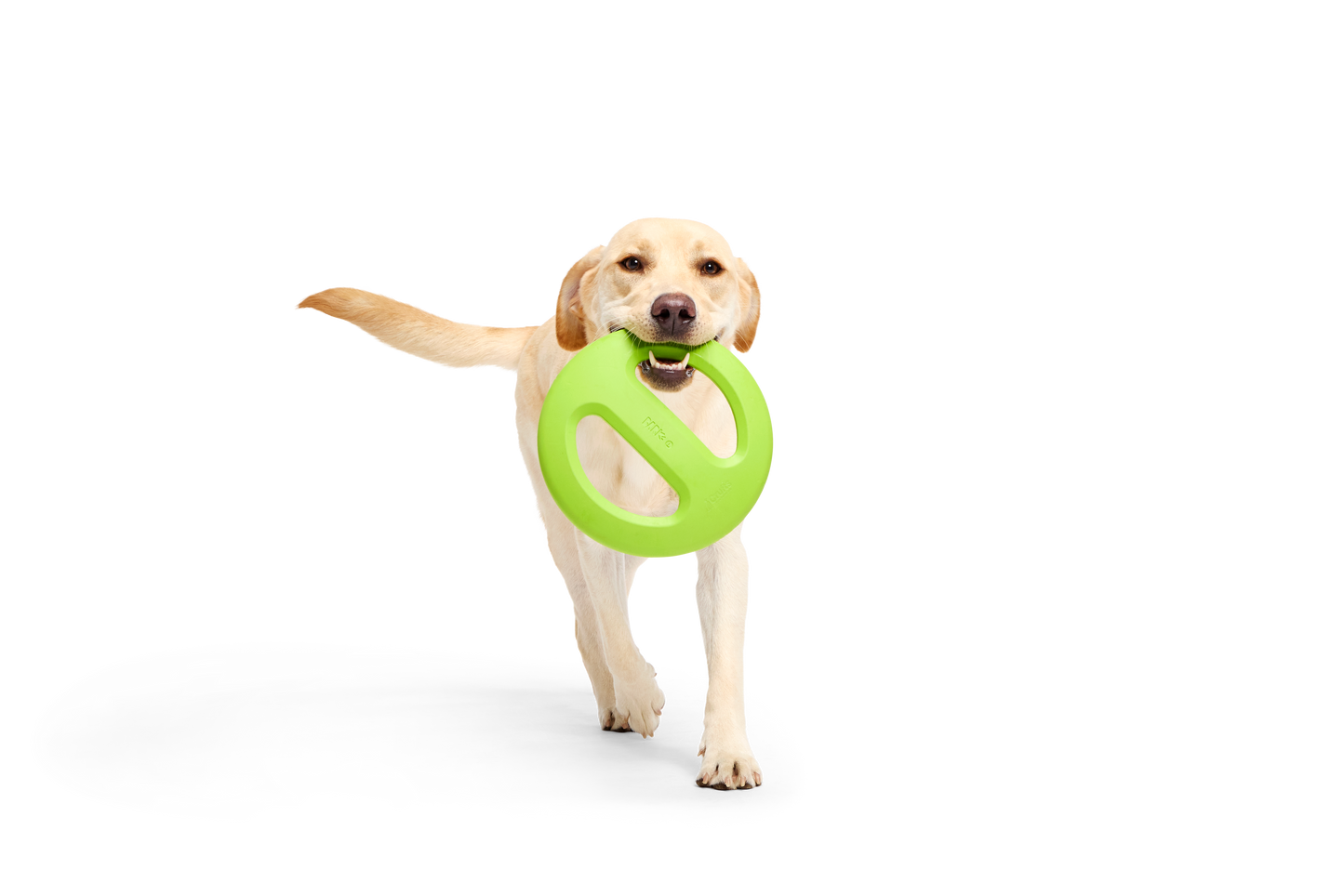 Bark Crufts Aviator