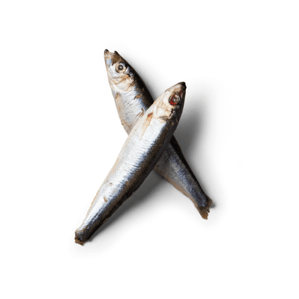 Fresh Whole Sprats - 1kg pack - North East Pet Shop Nutriment
