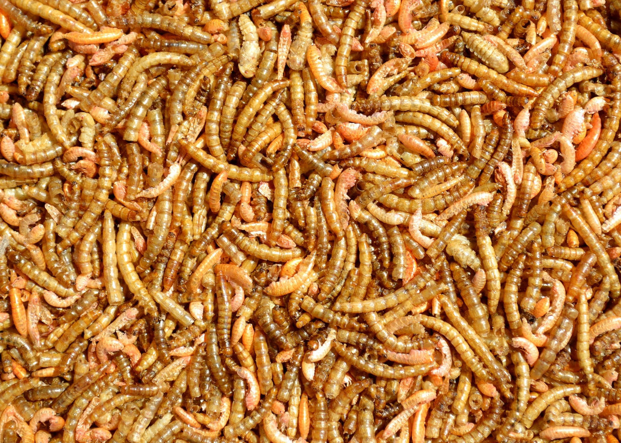 Supa Dried Insectivore Food 1000ml