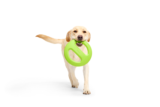 Bark Crufts Aviator