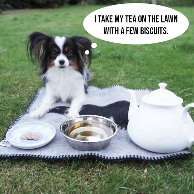 Woof & Brew LapDog Souchong (OFFER)