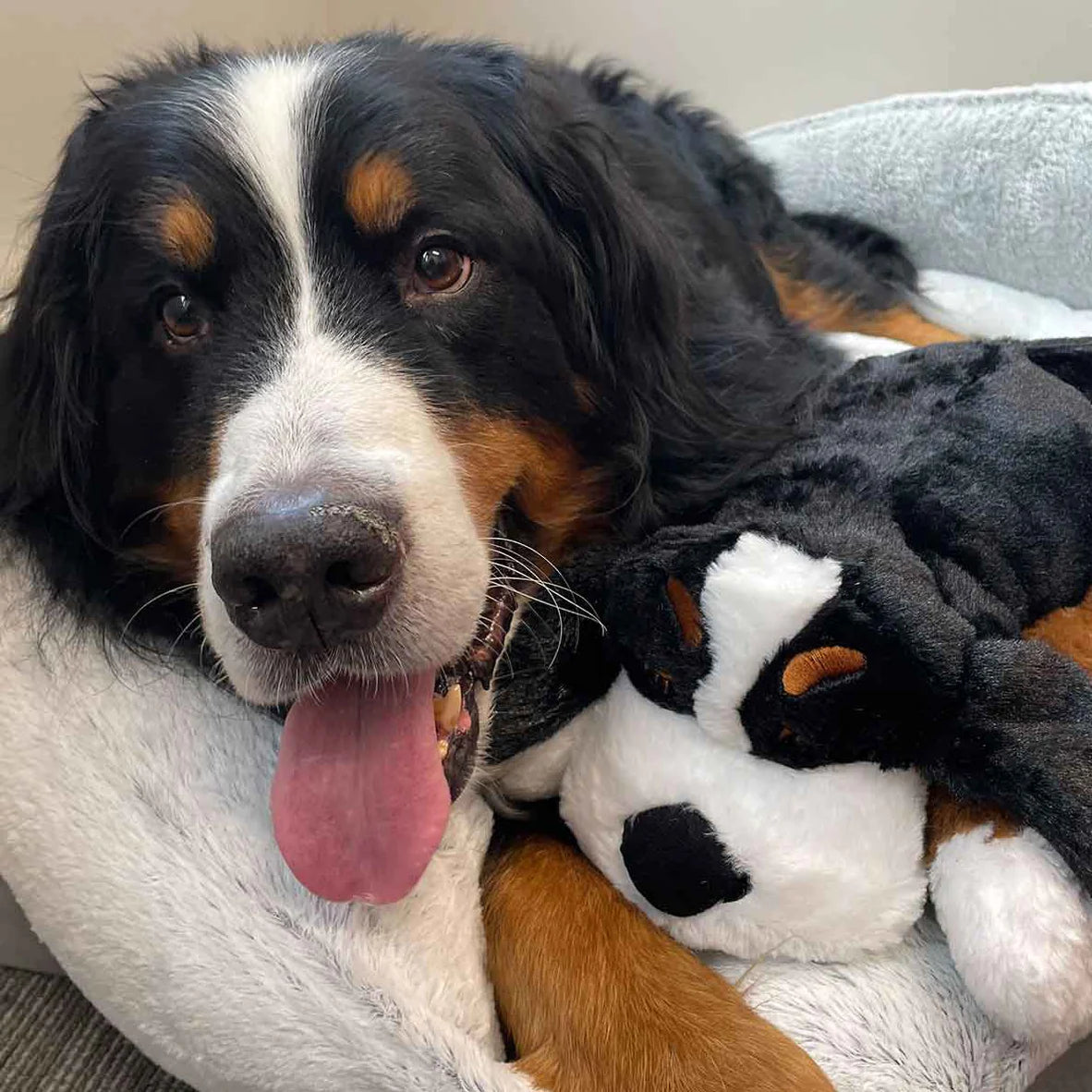 Snuggle Puppy Plus – Bernese