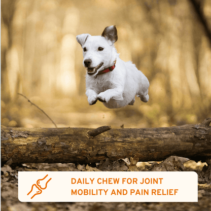 Flexi Protect Complete joint support soft chews for dogs