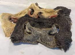 Snout Hairy