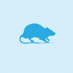 Monkfield Rat - Large - North East Pet Shop MonkField