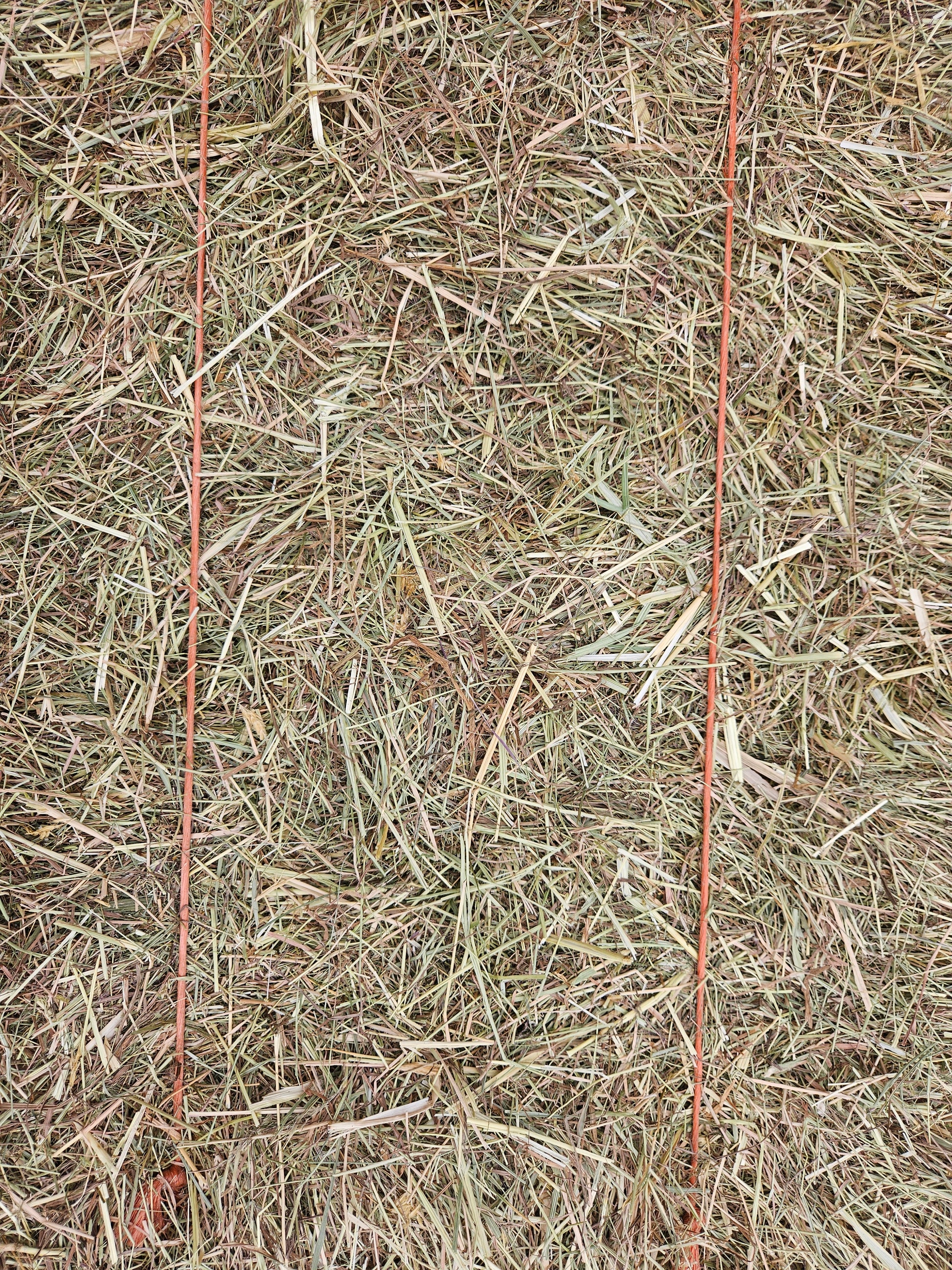 Meadow Hay Bale - North East Pets