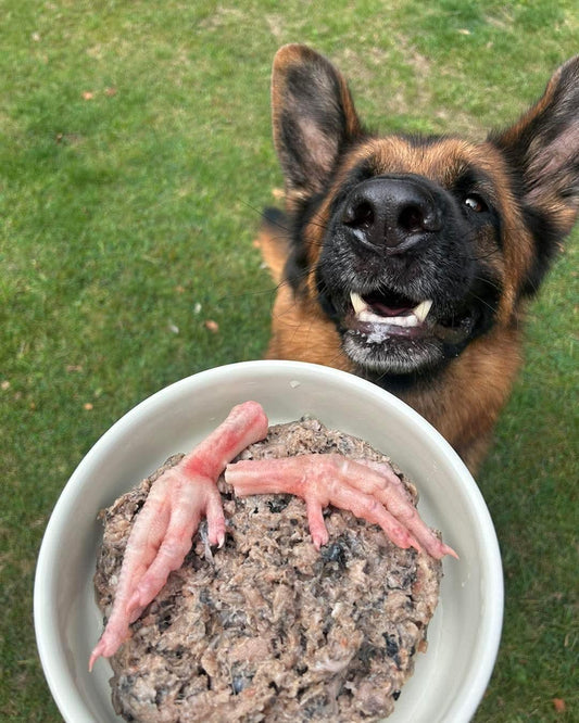 German Shepherd dog eagerly looking at a bowl of raw dog food with chicken feet on top outdoors