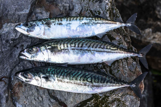 Sprats 1kg - Tripefactory Sunderland - Raw Frozen Treats - North East Pet Shop Tripefactory Sunderland